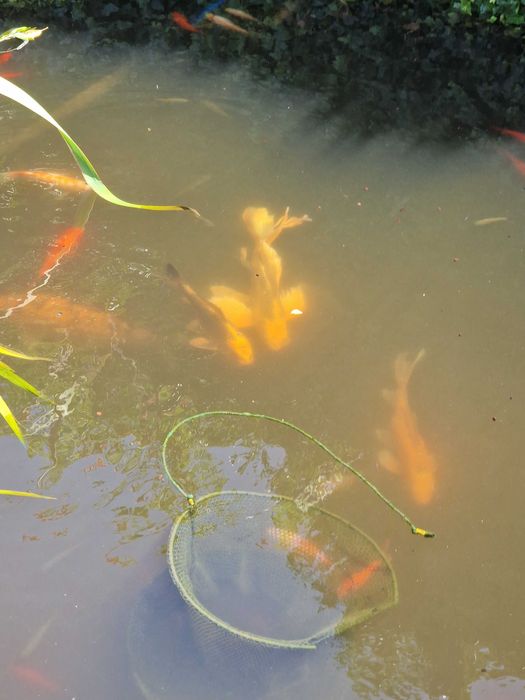 Ryby do oczka wodnego karp koi butterfly karaś orfa