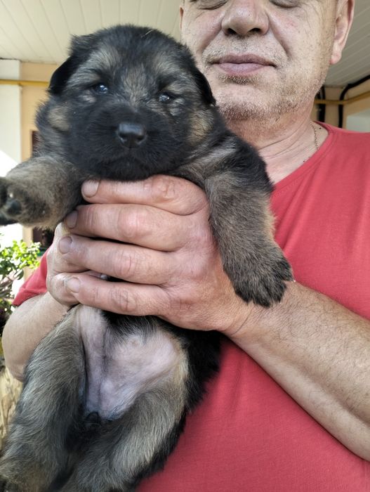 Продам  цуценят німецької вівчарки