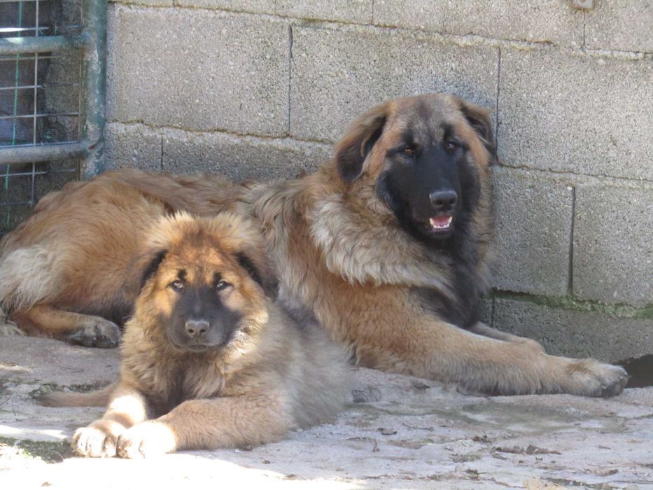 Cão Serra da Estrela com Pedigree/Afixo.