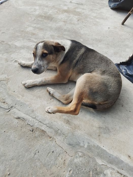 Віддам в добрі руки