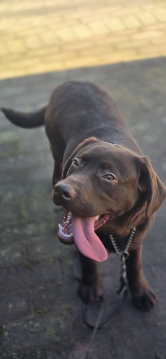 Labrador retriver czekolada