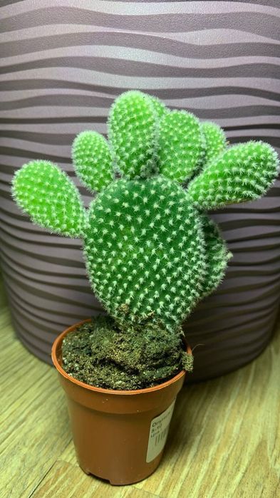 Кактус  Опунция /