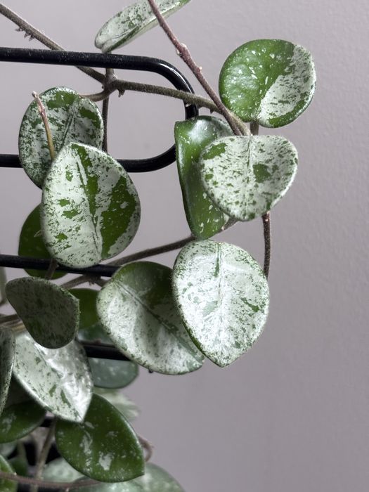 Hoya Mathilde Splash - super srebrne wybarwienie Kielce • OLX.pl