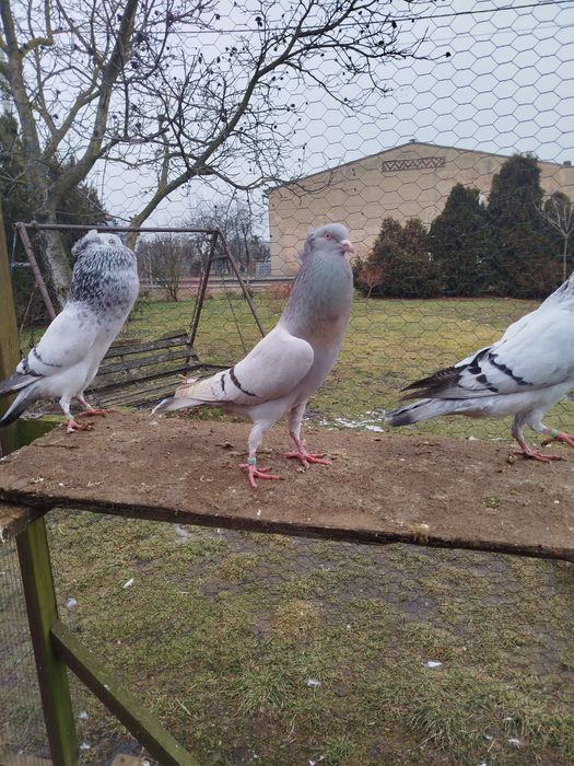 Garłacz górnośląski koroniasty