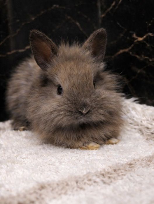 Króliczki karzełeki