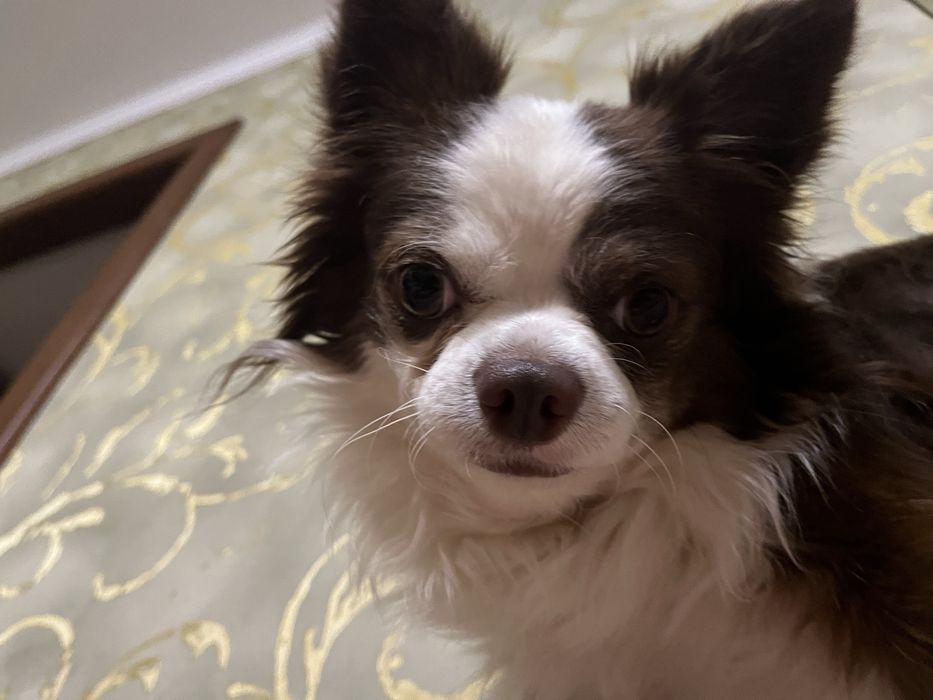 Чихуахуа, мальчик для вязки