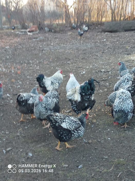 Jaja lęgowe wyandotee