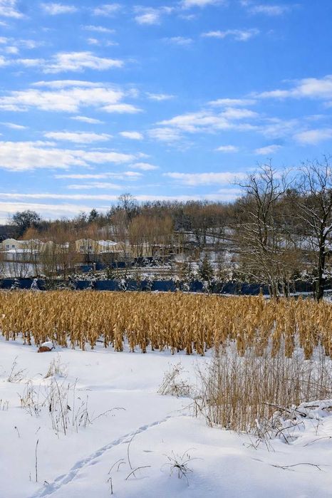 Ділянка серед лісу на пагорбі • 25 соток • 30 км Київ • 5 км Обухів