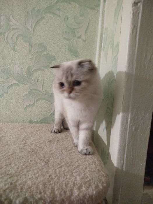 Шотландська віслоуха колорна дівчинка