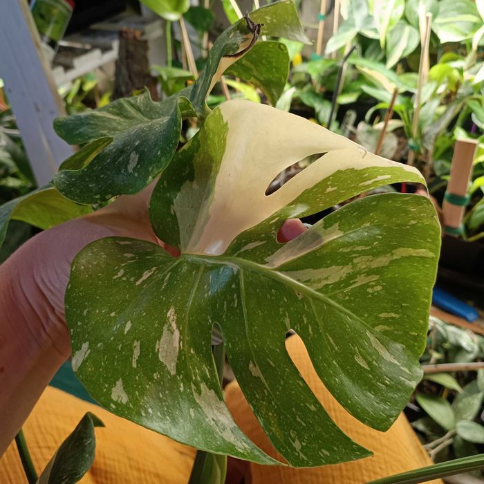 monstera Thai constelation-ciety szczyt 2