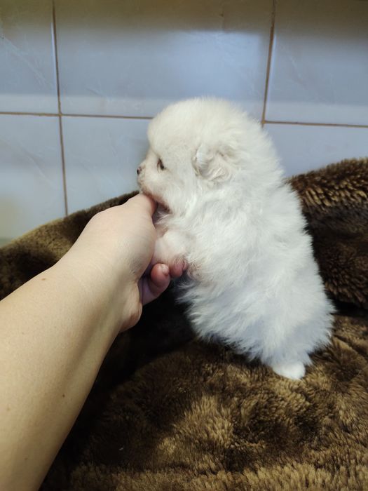 Померанский шпиц продажа