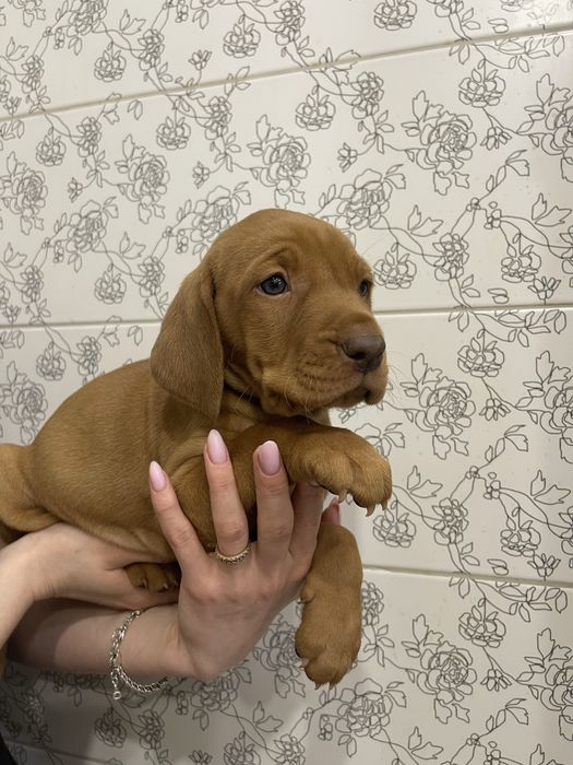Угорська вижла дивовижні песики