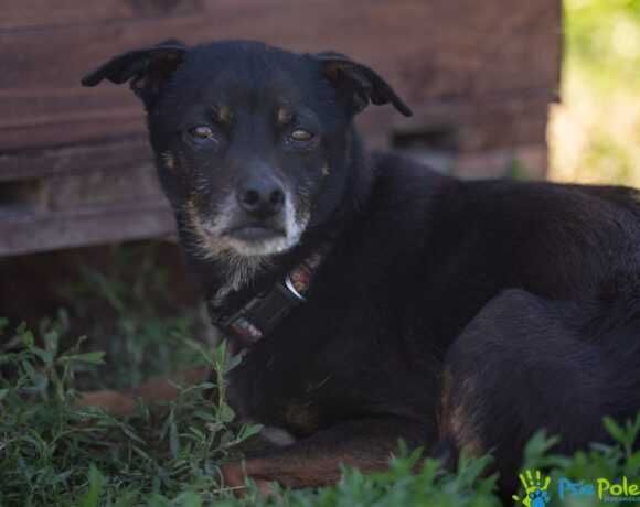 Starszy psiak DRACO rozgląda się za domkiem!
