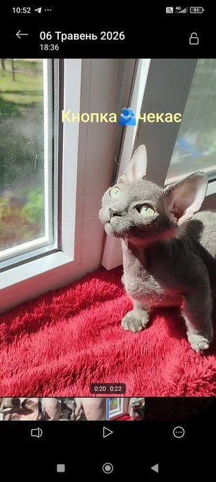 Сфінкс кошенята Бамбіно коротколапі