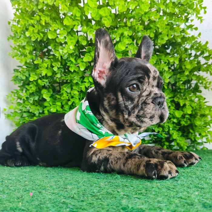 Buldogue Francês macho