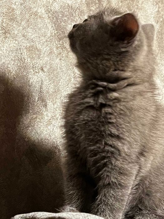 Британська кiшечка