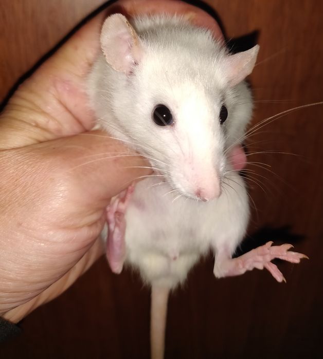 Крысята Дамбо и стандарт