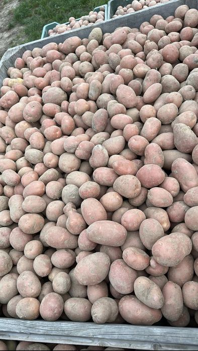 Ziemniaki od rolnika paczka 20kg wysyłka paczkomaty INPOST

Odmiany:
- Różowe  Bella Rosa
- żółte Lilly 

Zapraszamy do zakupu poprzez olx