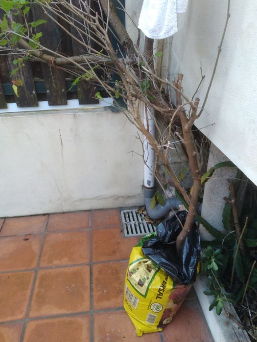 amoreira a dar fruto