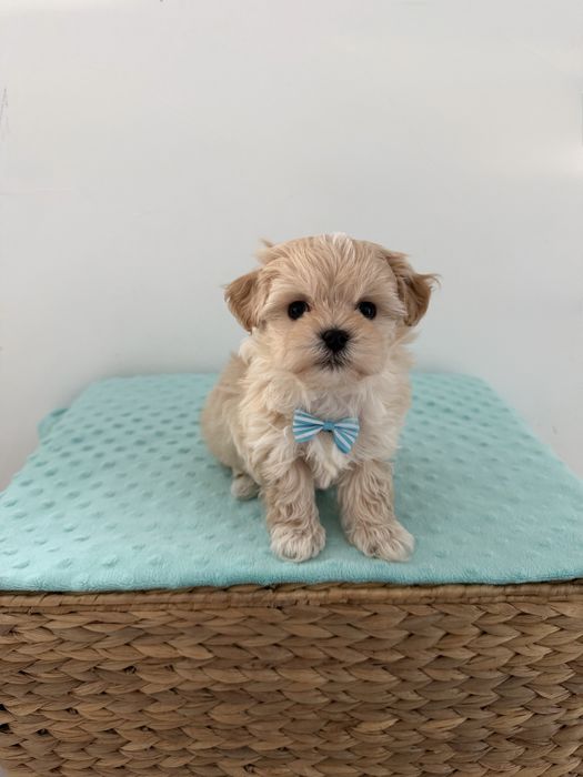 Maltipoo chłopiec mini