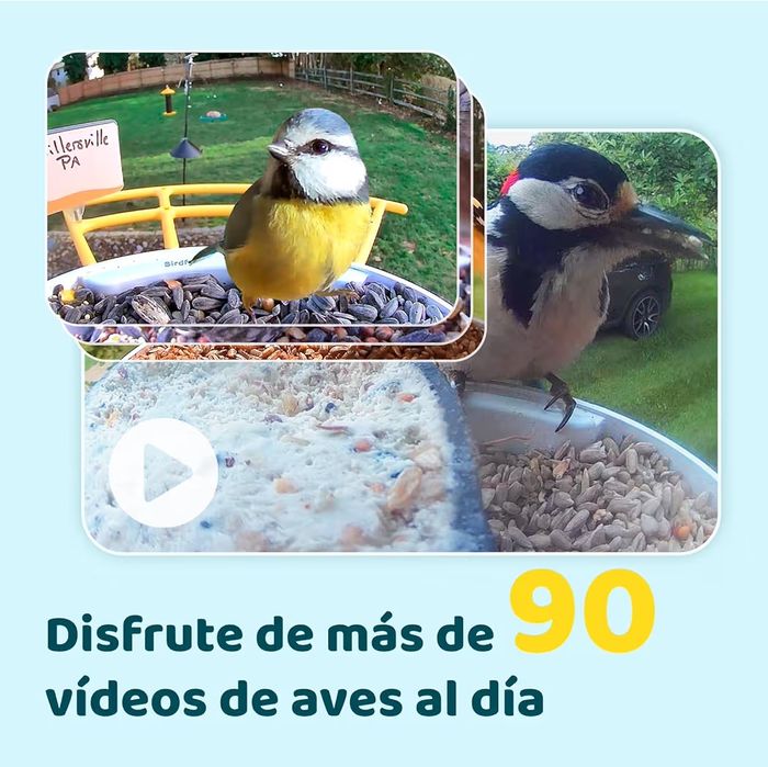 Netvue by Birdfy Alimentador pássaros com câmera, observação de aves c