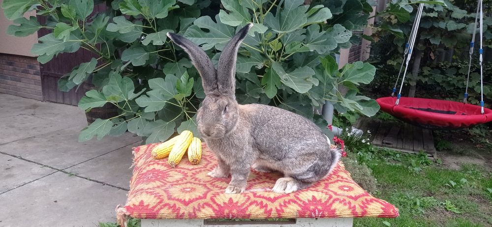 Міняю кролики та кури на зерно