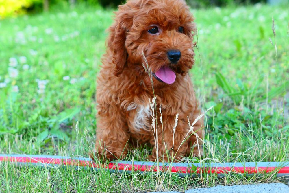 Cockapoo-Piękna Suczka! Badania genetyczne!