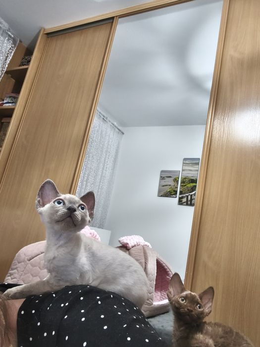 Kocurek Devon Rex zarezerwowany