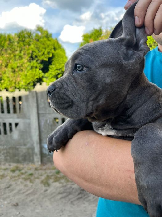Cane Corso Mocny Pies