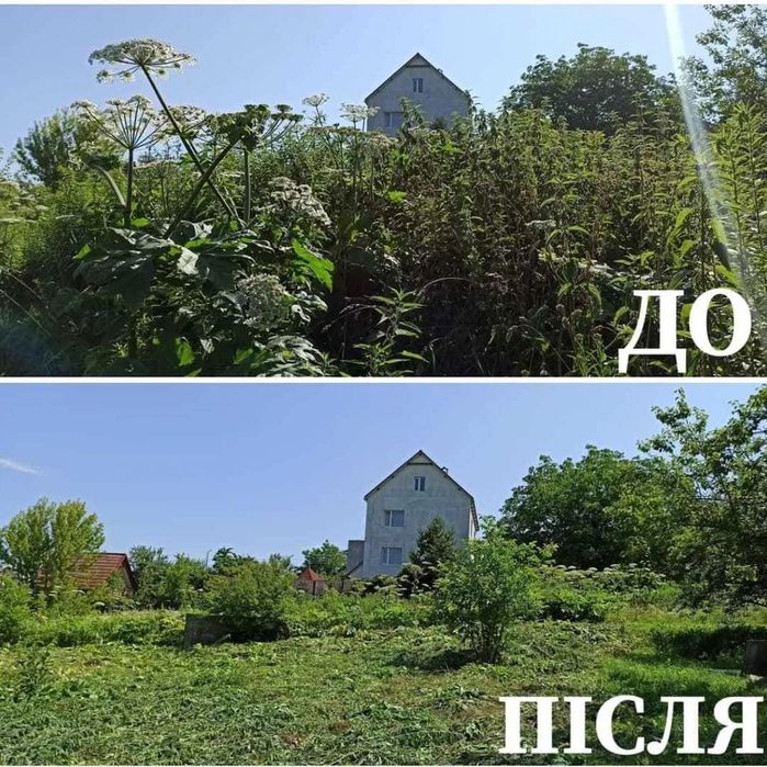 Професійна стрижка рослин і газонів, розчищення ділянок