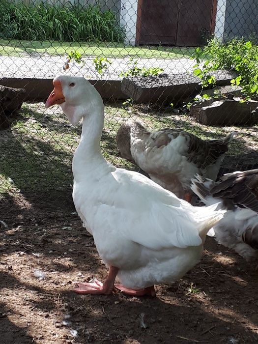 Гуси холмогоры..