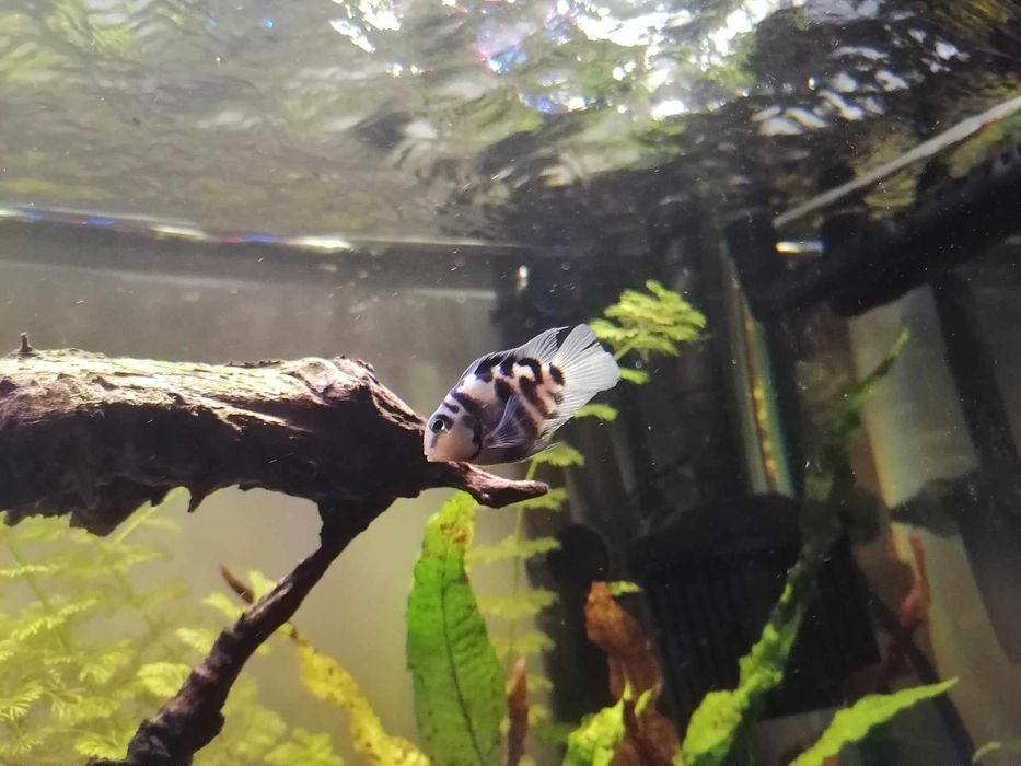 Pielęgnica Papuzia Blue Tiger 
Pielęgnica Papuzia Blue Tiger