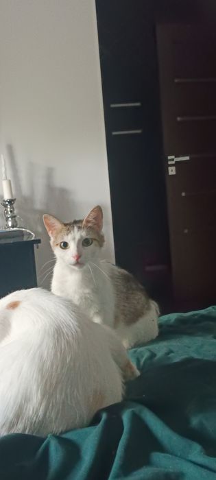 Dorosłe rodzeństwo do adopcji Fox i Florka