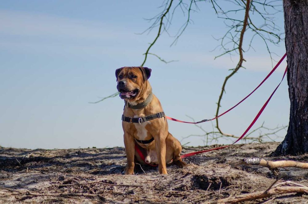 Super pies w typie TTB - Clyde do adopcji