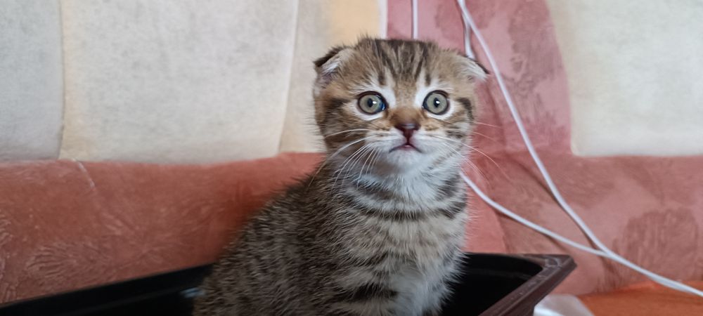 Кошенята шотландські