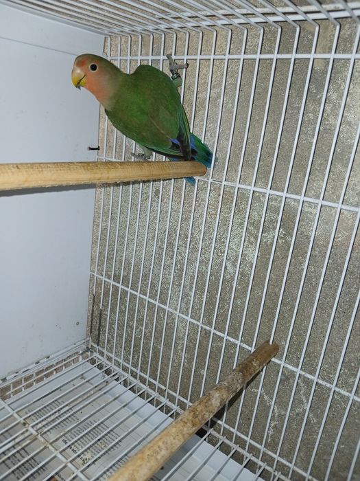 Agapornis long deste ano