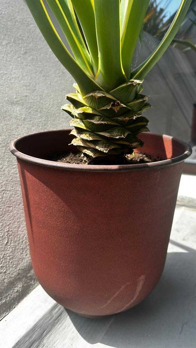 Vaso decorativo Ø30x35 + planta incluída (oferta)