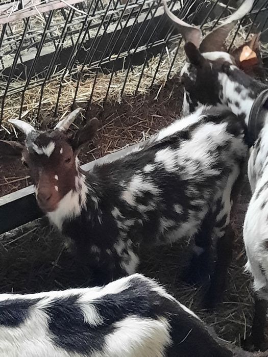 Cabras algarvias