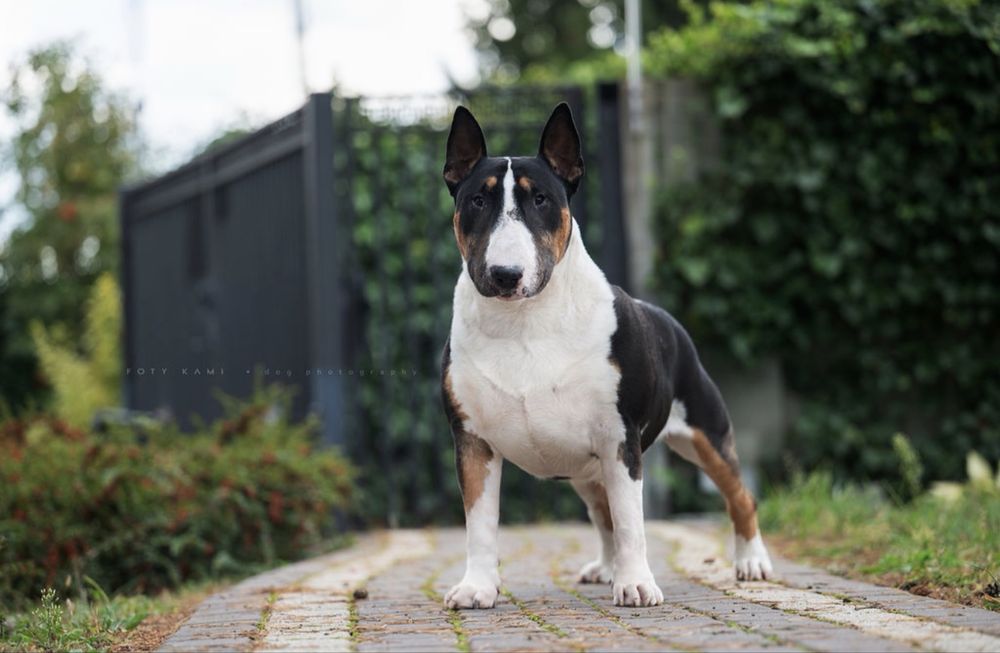 Bulterier Bullterrier ZKwP FCI