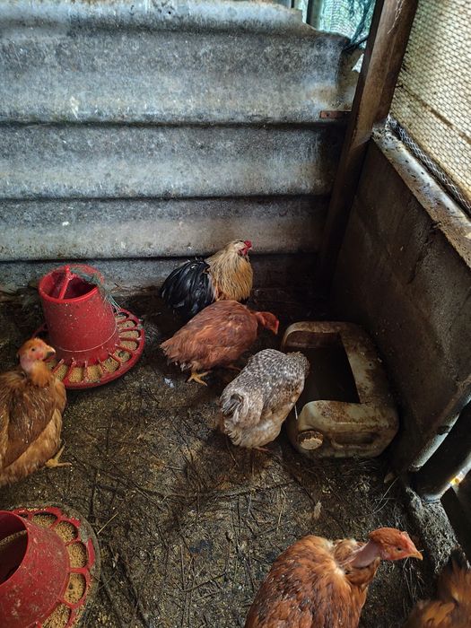 Vendo granizos e garniza