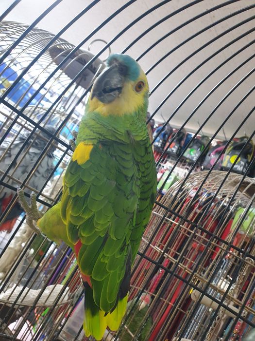 Papagaio aestiva muito bonito