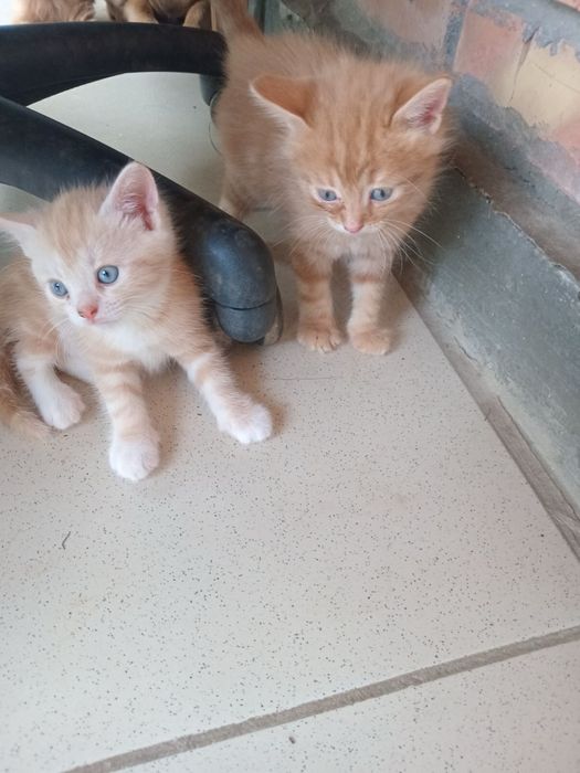 Руді кошенята на щастя, котеня