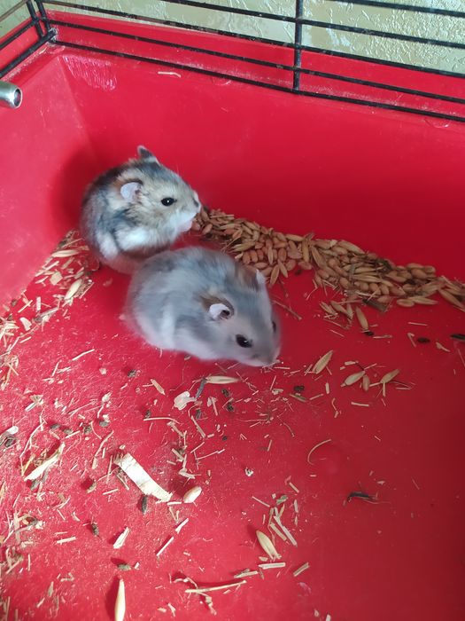 Хомячки Кременчуг