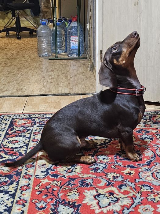 Вязка! Такса шоколадный мальчик 3 года.