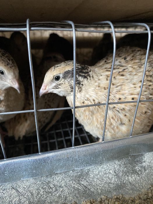 Молодые перепела