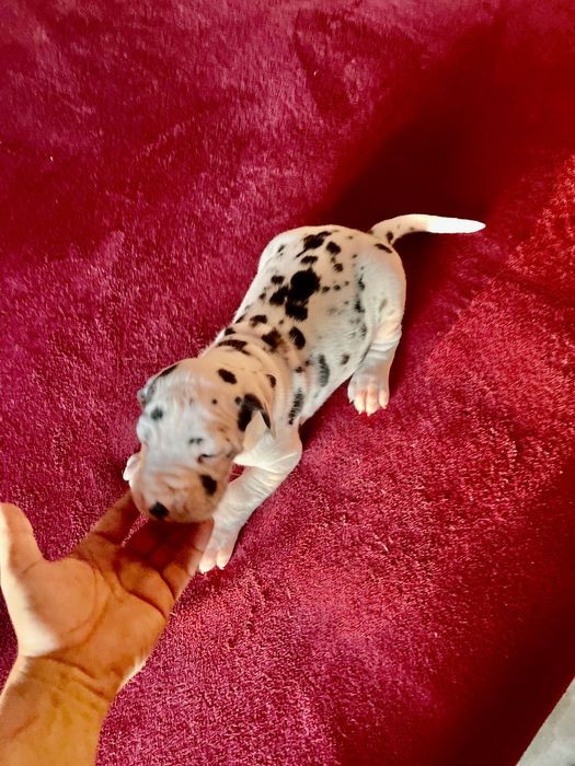 dog alemão arlequim fêmeas lop e afixo