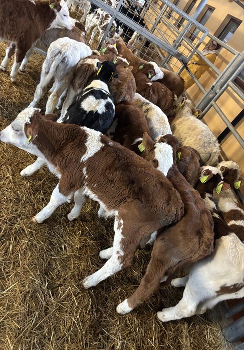 Sprzedam simy byczki