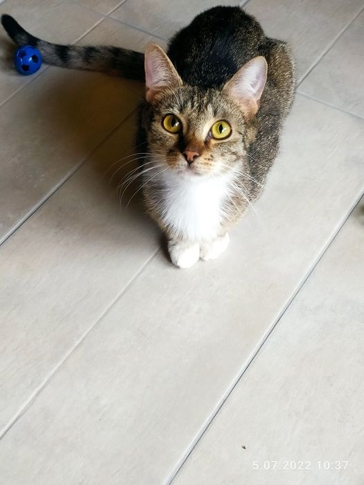 Nieśmiały Guzik z krawatką