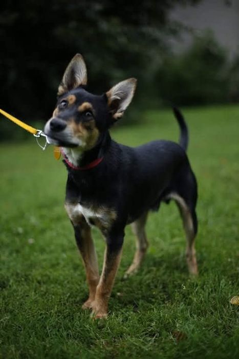 Kochany Bobi czeka na adopcje