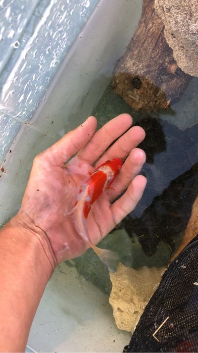 Carpas de varios tamanhos